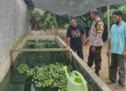 Polri Peduli Masyarakat, Bhabinkamtibmas Polsek Batang Cenaku Rutin Dampingi Petani Peternak Ikan
