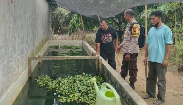 Polri Peduli Masyarakat, Bhabinkamtibmas Polsek Batang Cenaku Rutin Dampingi Petani Peternak Ikan