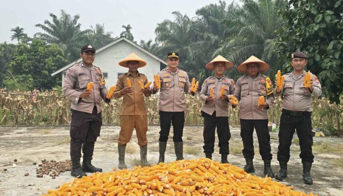 Polsek Kuala Cenaku Panen Raya Jagung Pipil Serentak Kuartal II 2026 Di Desa Tanjung Sari
