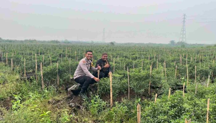 Dukung Program Ketahanan Pangan, Polsek Kuala Cenaku Dampingi Petani Cabai